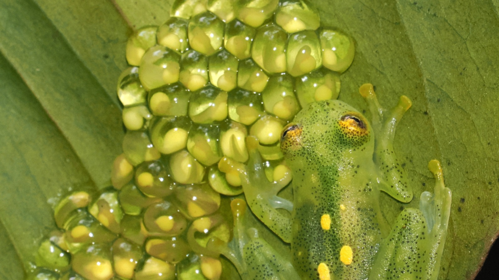 Glass Frog