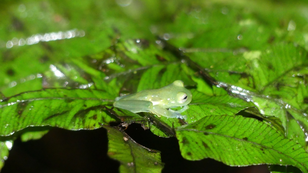 Glass Frog