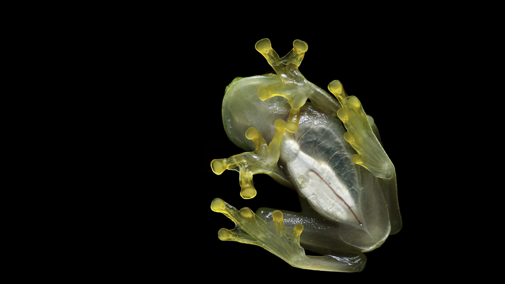 Glass Frog