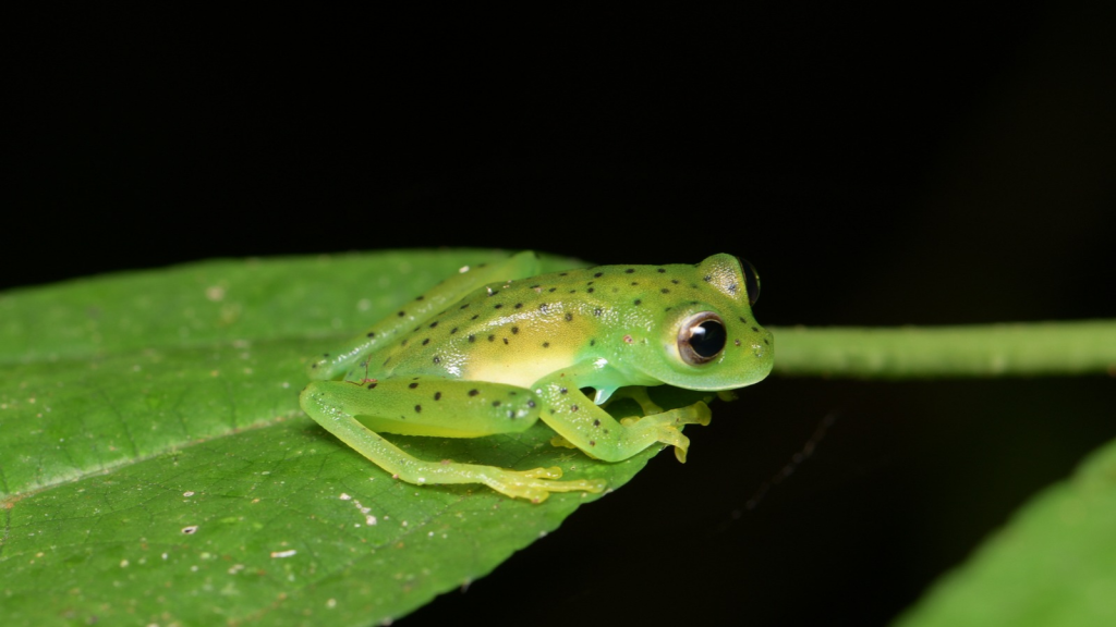 Glass Frog