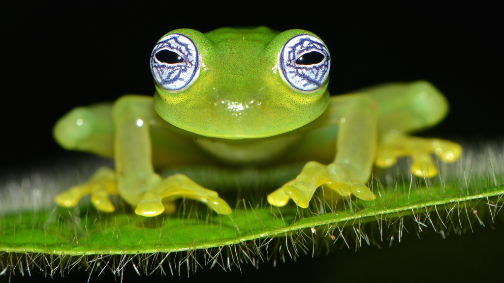 Peek Inside the Incredible World of Glass Frogs