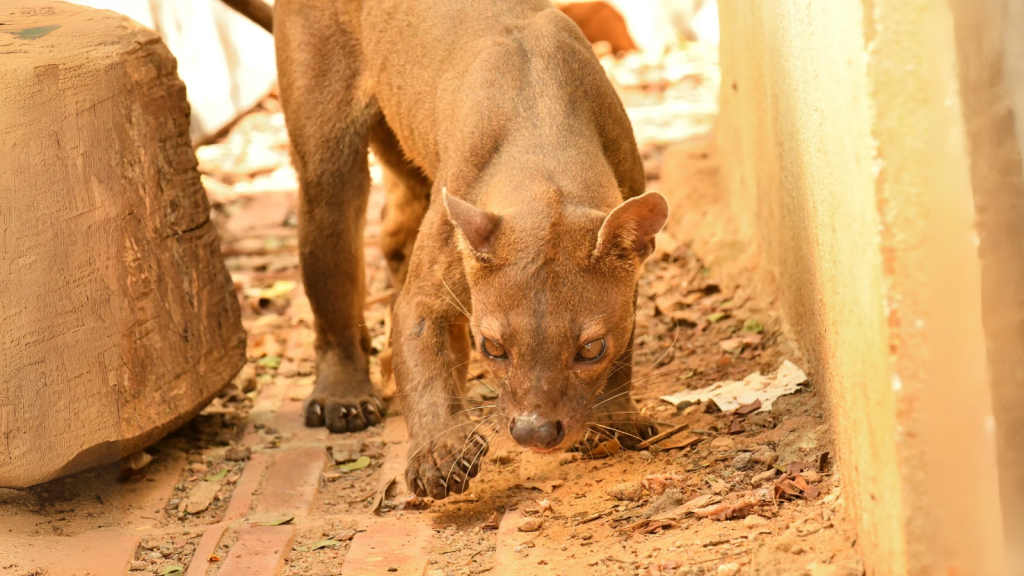 Fossa