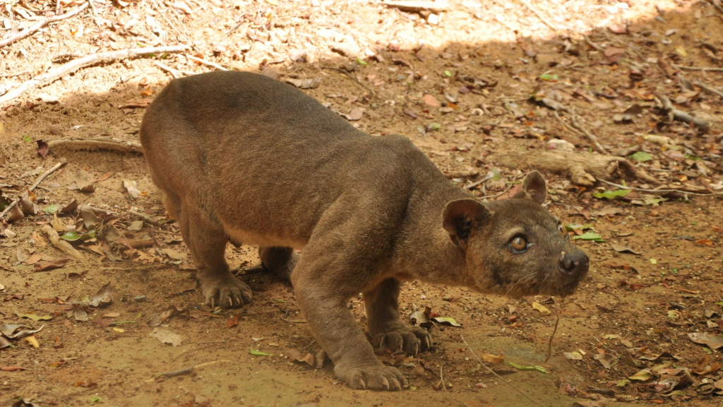 Fossa