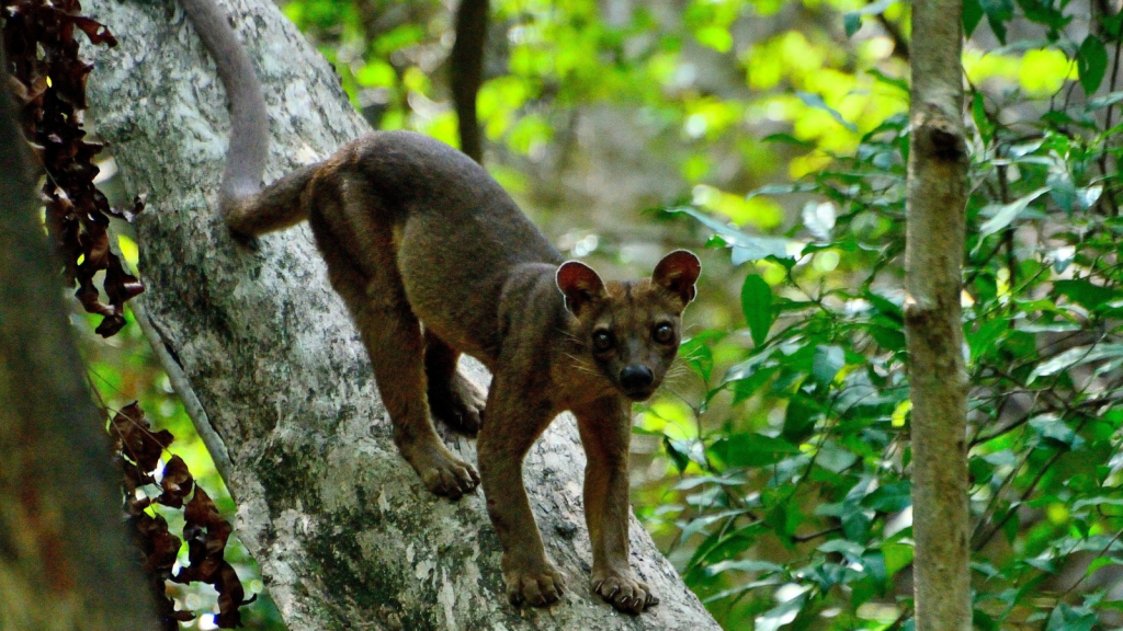 Fossa