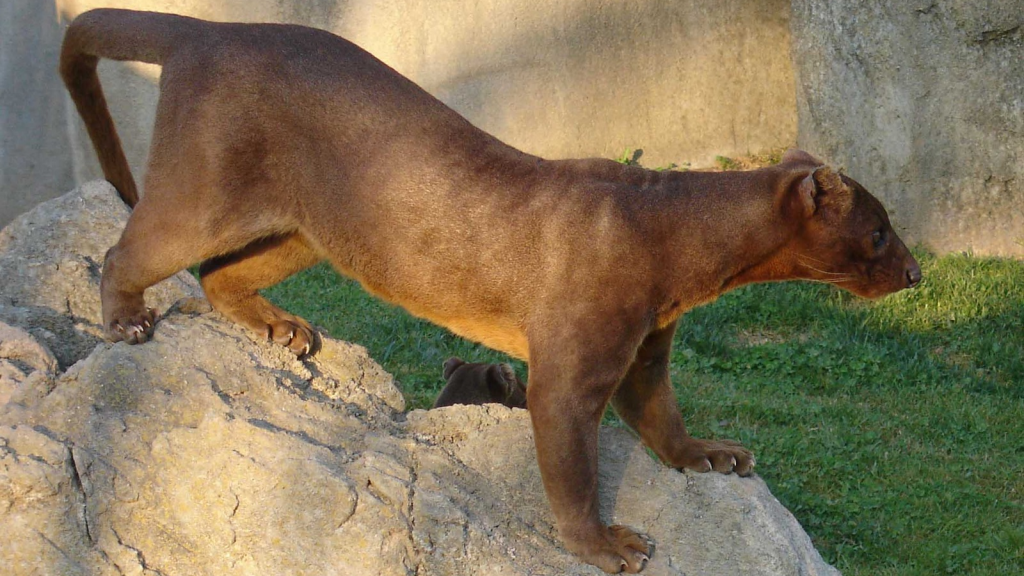 Fossa