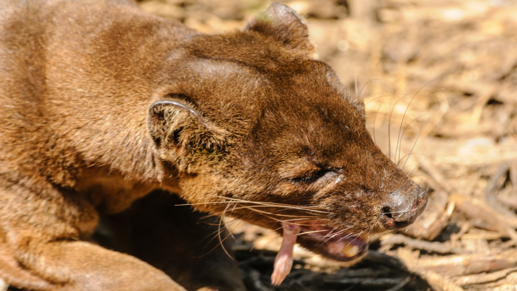 Fossa