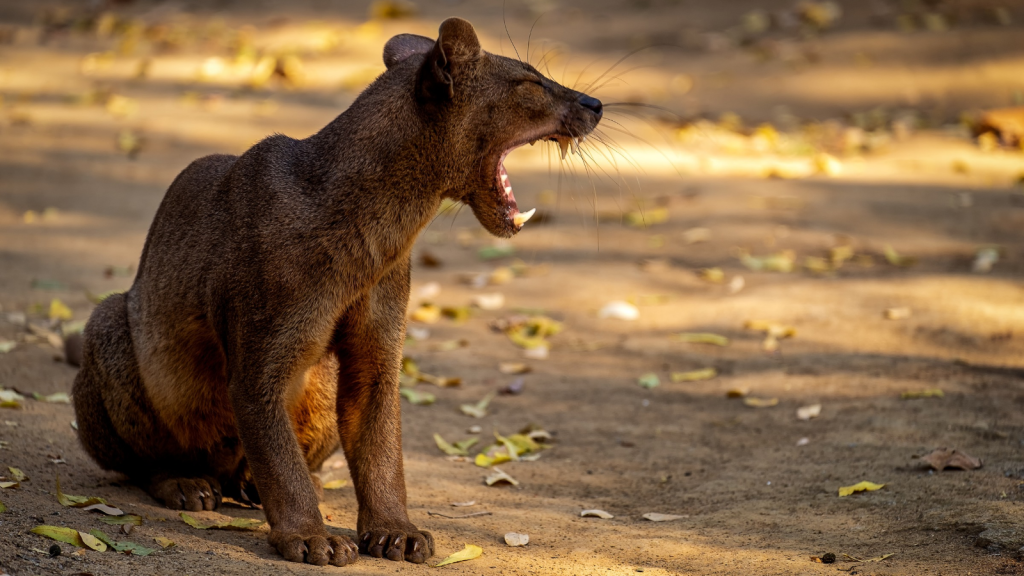 Fossa