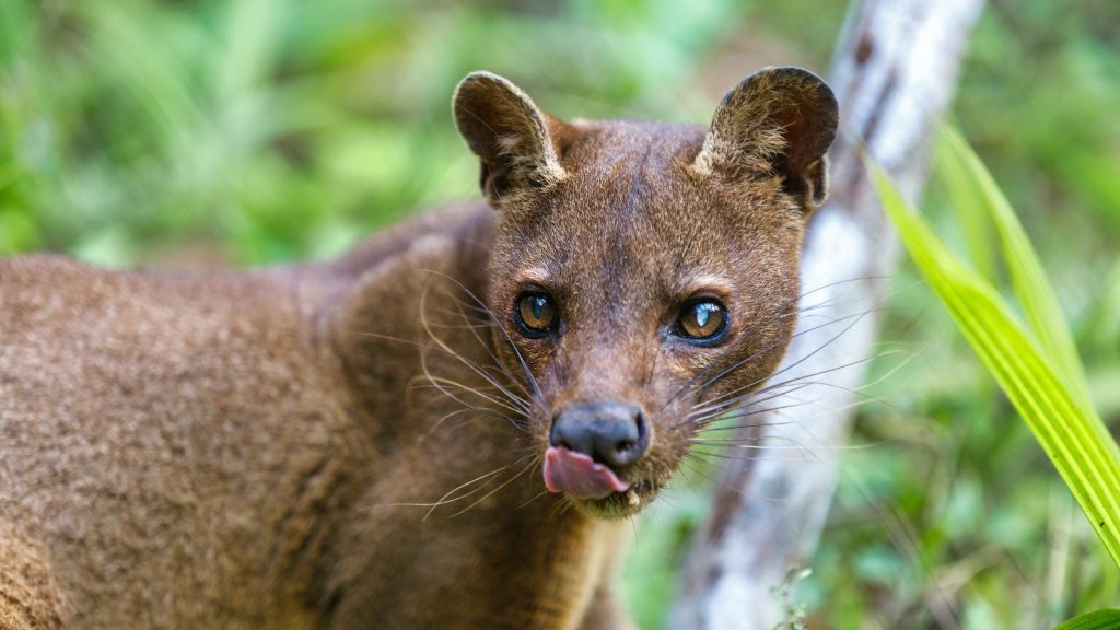 Fossa