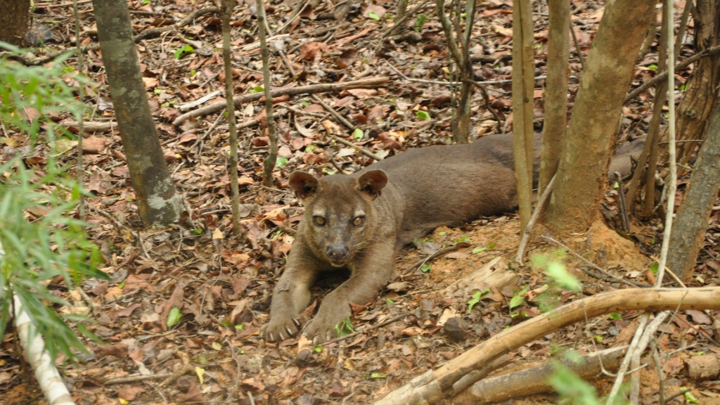 Fossa