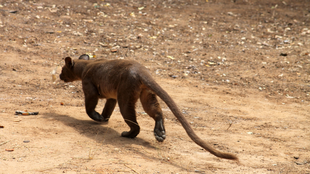 Fossa