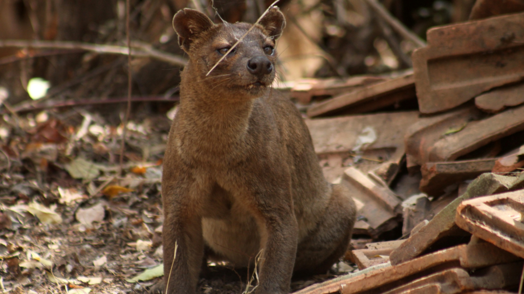 Fossa