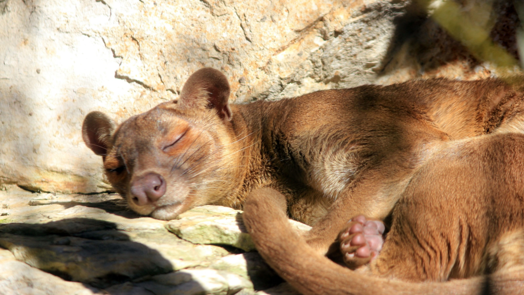 Fossa