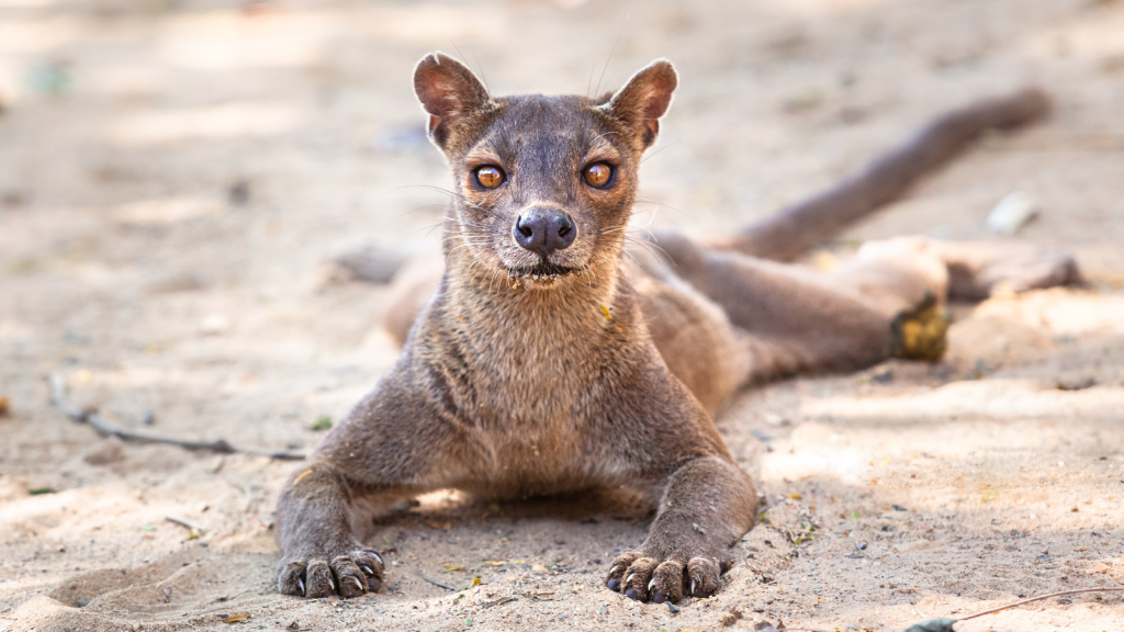 Fossa