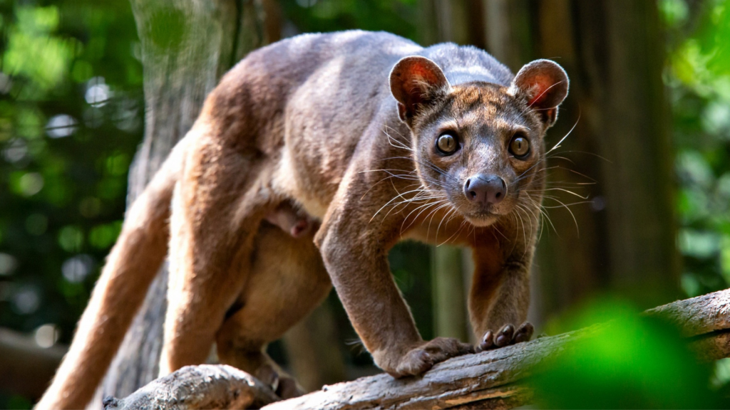 Discover the Fossa: Madagascar's Misunderstood Marvel of Nature