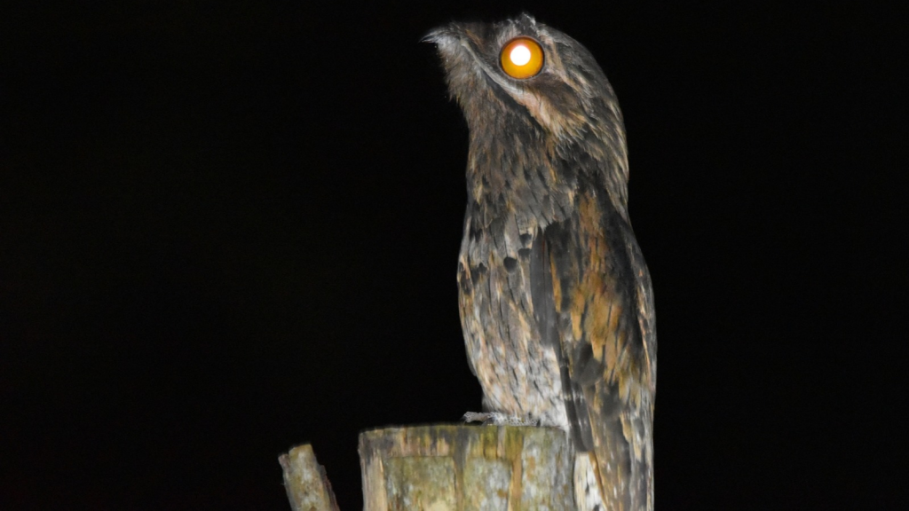 Potoo