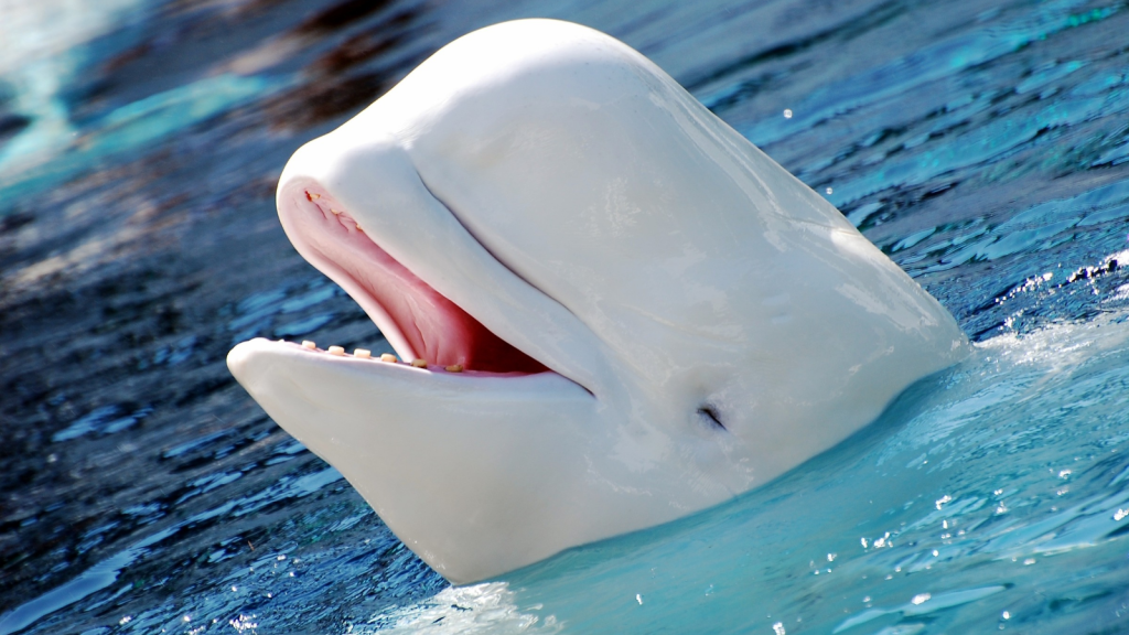 Beluga Whale | Animals That Use Sound as a Weapon