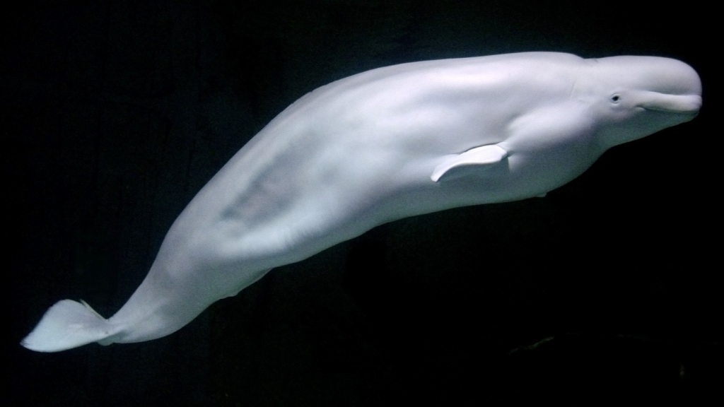 Beluga Whale