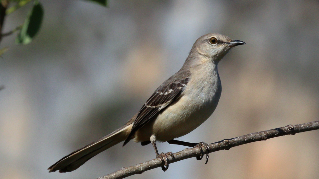 Northern Mockingbird 