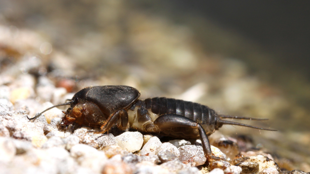 European Mole Cricket