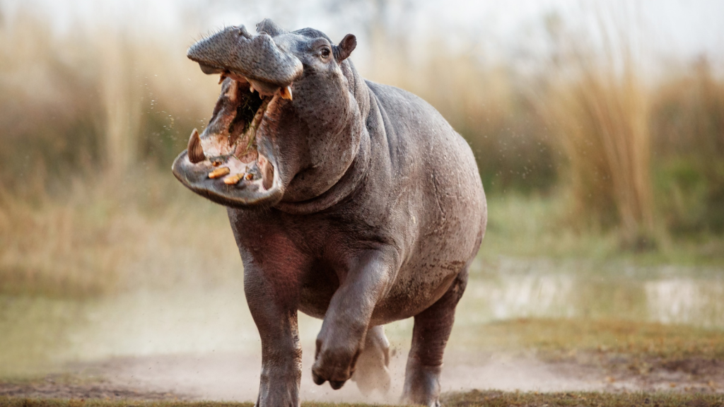 Hippopotamus | 17 Creatures With the Most Powerful Bite Forces in Nature