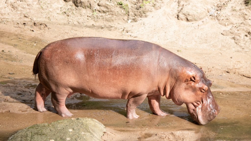 Hippopotamus