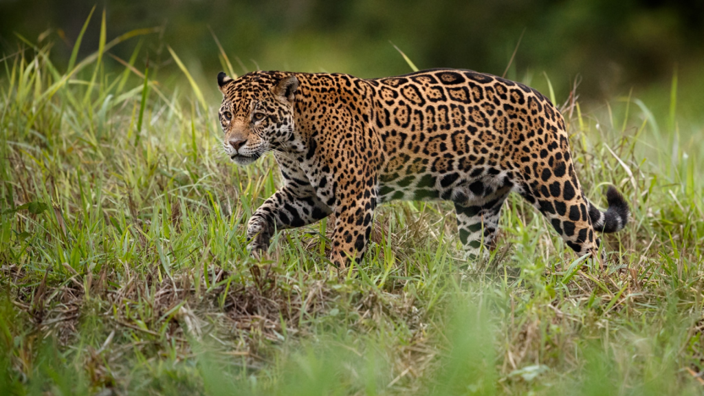 Jaguar