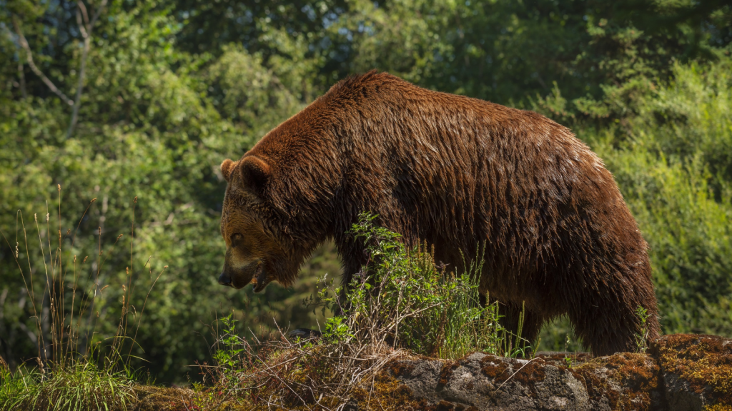 Grizzly Bear