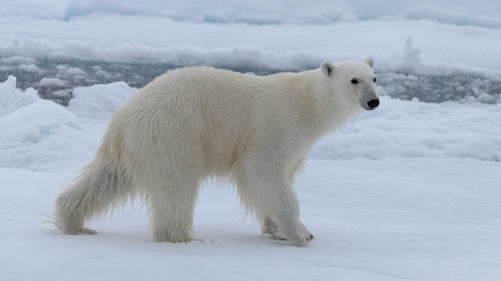 Polar Bear