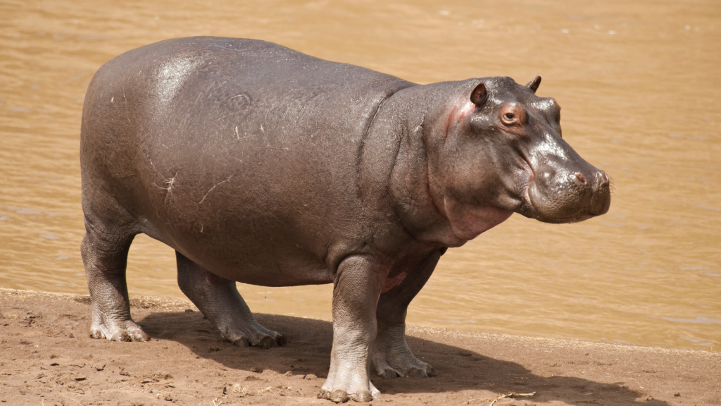 Hippopotamus 