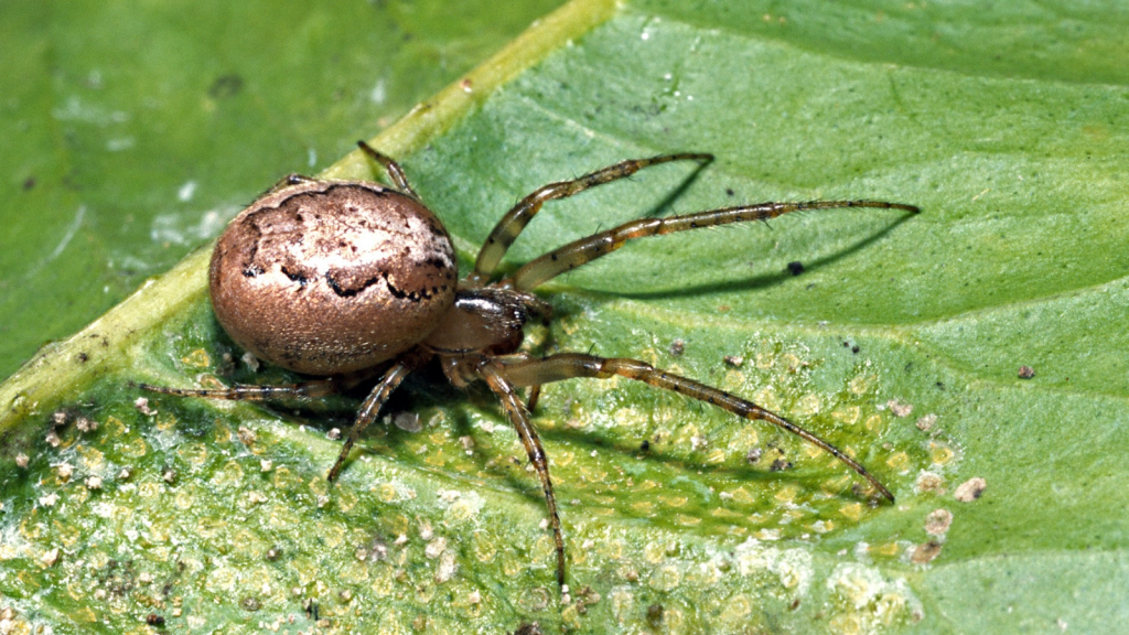 Common House Spider