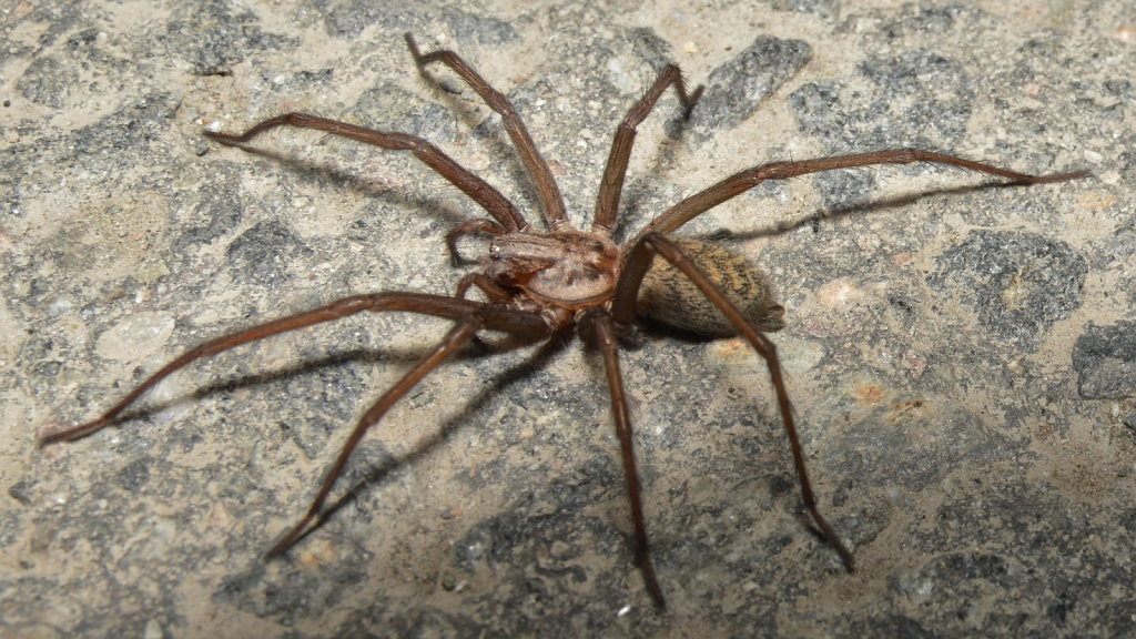 Giant House Spider