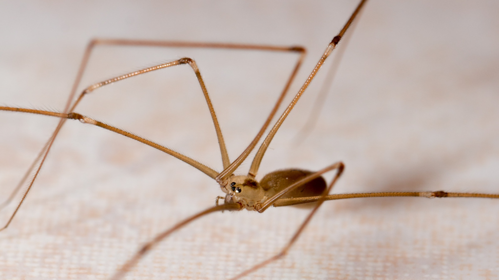 Daddy Long-Legs Spider