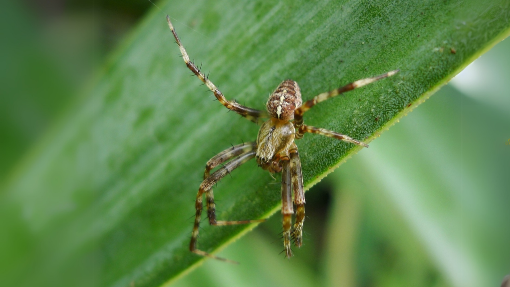 Cross Spider