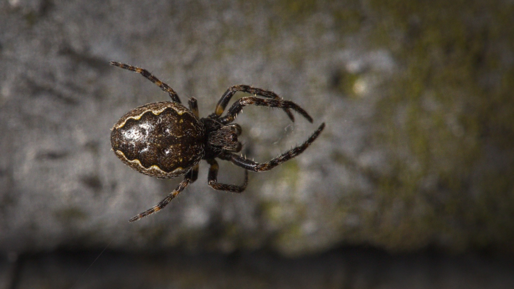 Walnut Orb Weaver Spider