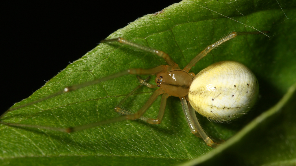 Comb-Footed Spider