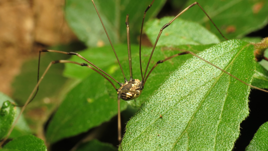 Harvestman Spider