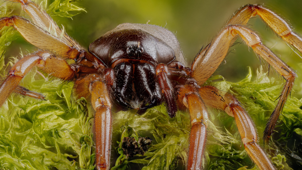 Woodlouse Spider | 22 British Spiders You're Likely To Find At Home: A Year-Round Guide