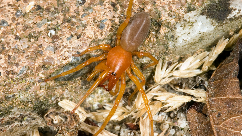 Woodlouse Spider 