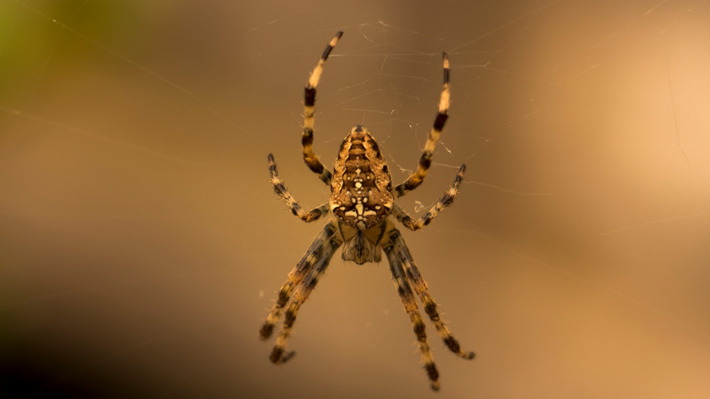 Orb Weaver Spider