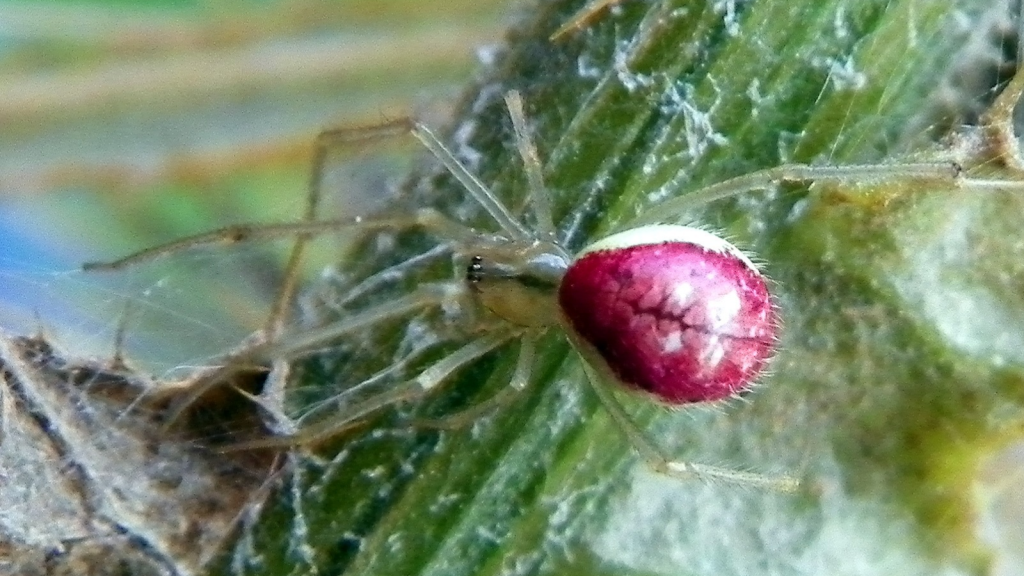 Candy-Stripe Spider