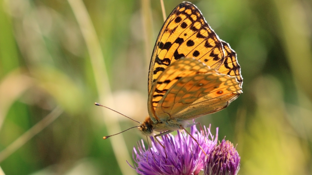 High Brown Fritillary