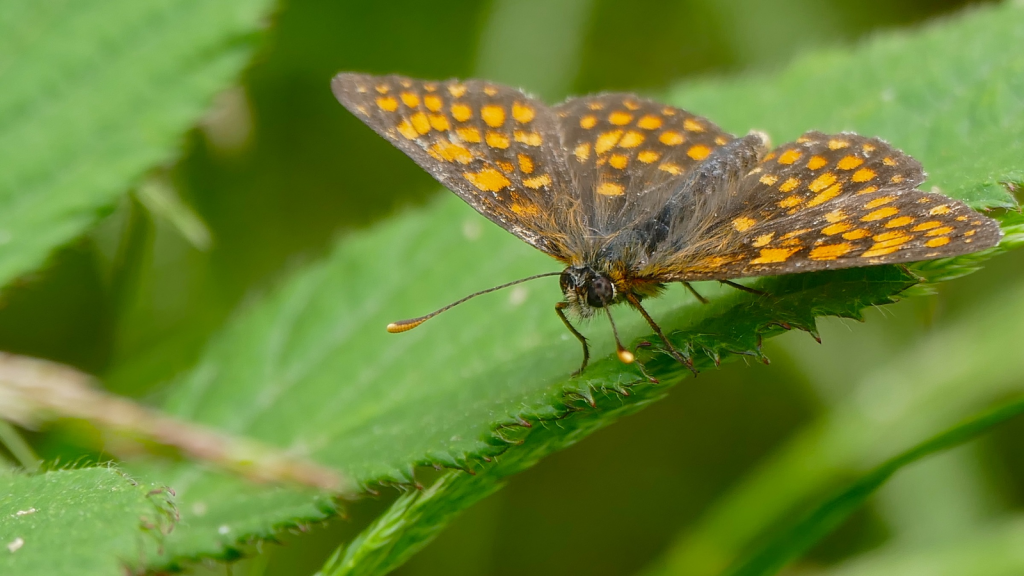 Heath Fritillary