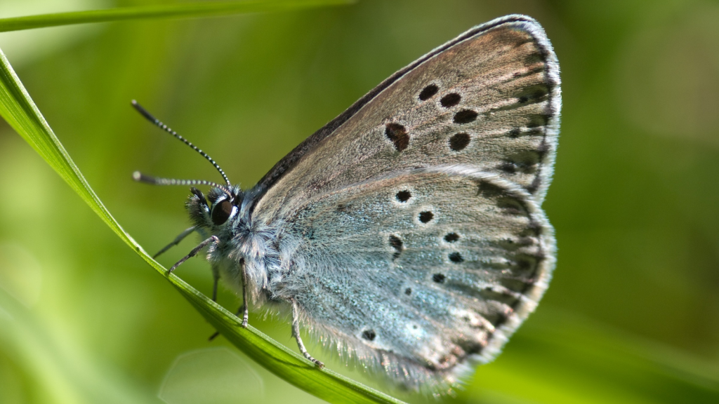 Large Blue