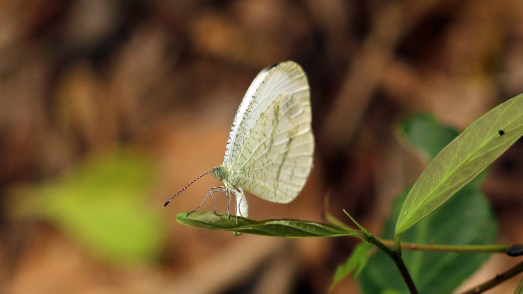 Wood White 