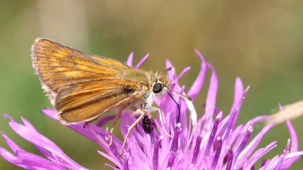 Lulworth Skipper