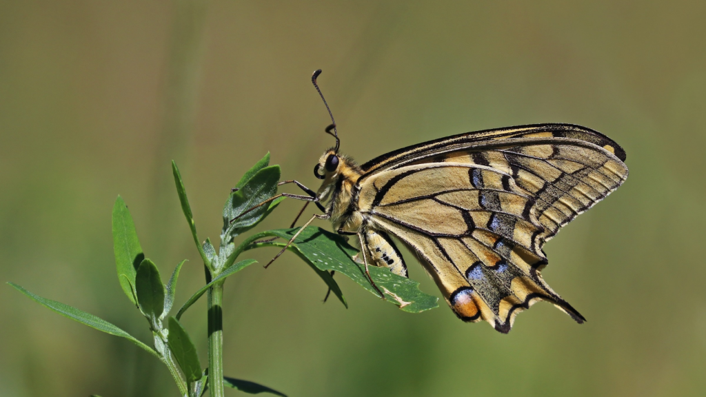 Swallowtail