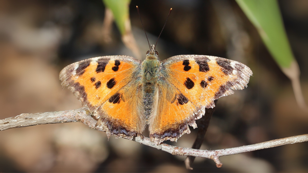 Large Tortoiseshell