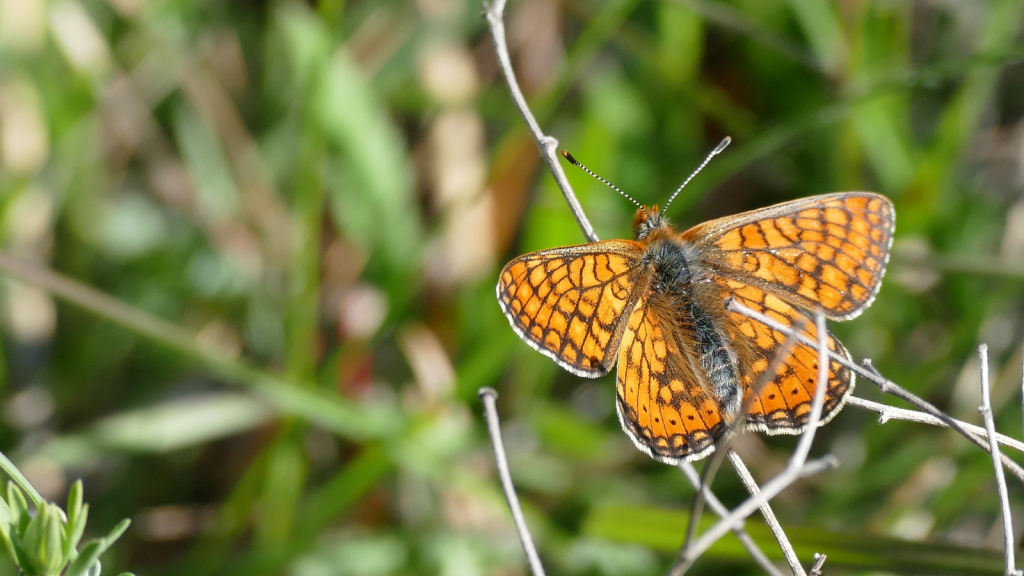 Marsh Fritillary 