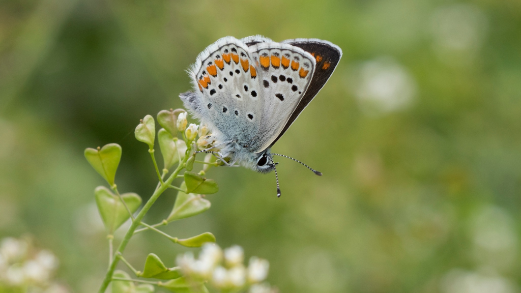 Silver-studded Blue