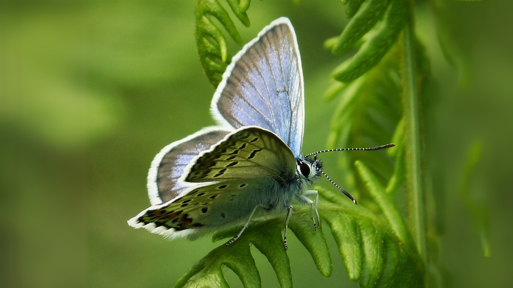 Silver-studded Blue | Vanishing Beauties: 18 British Butterflies We Might Lose Forever